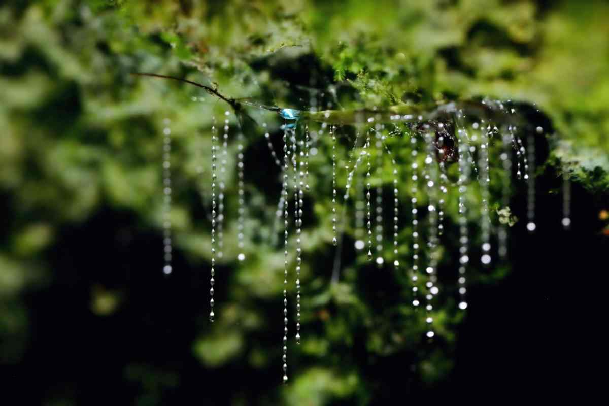 glow worms