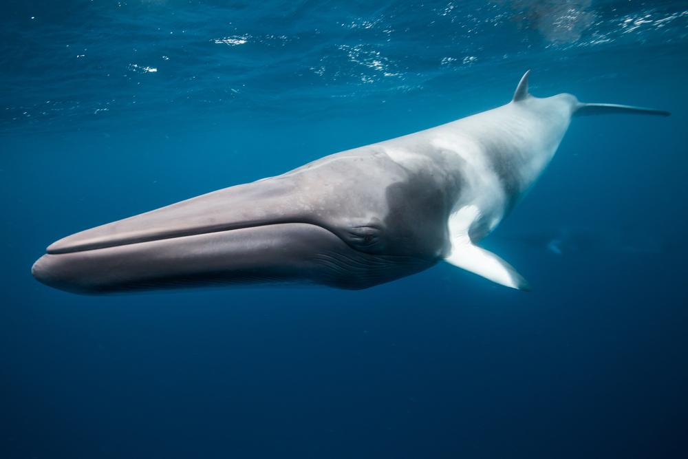 Minke Whale