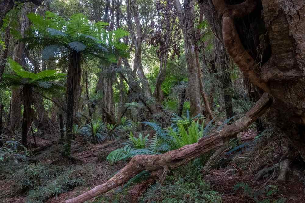Rakiura National Park