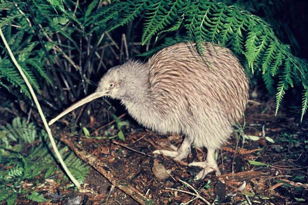 Kiwi