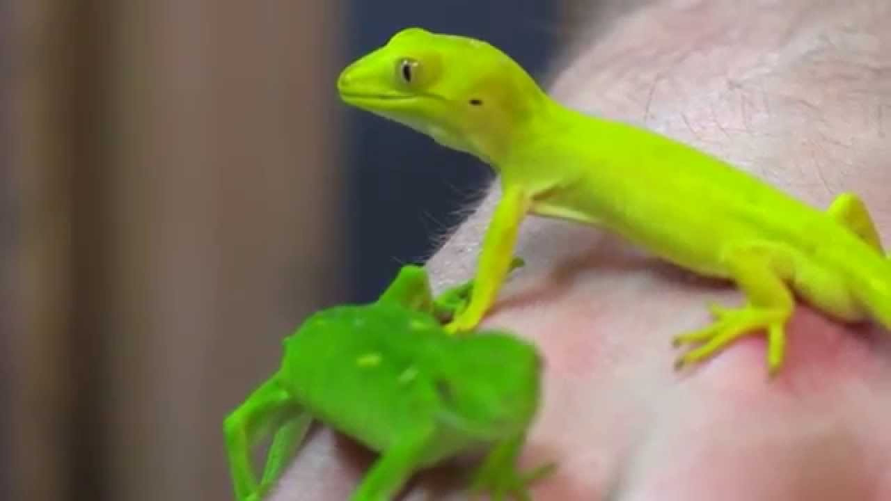 Gecko