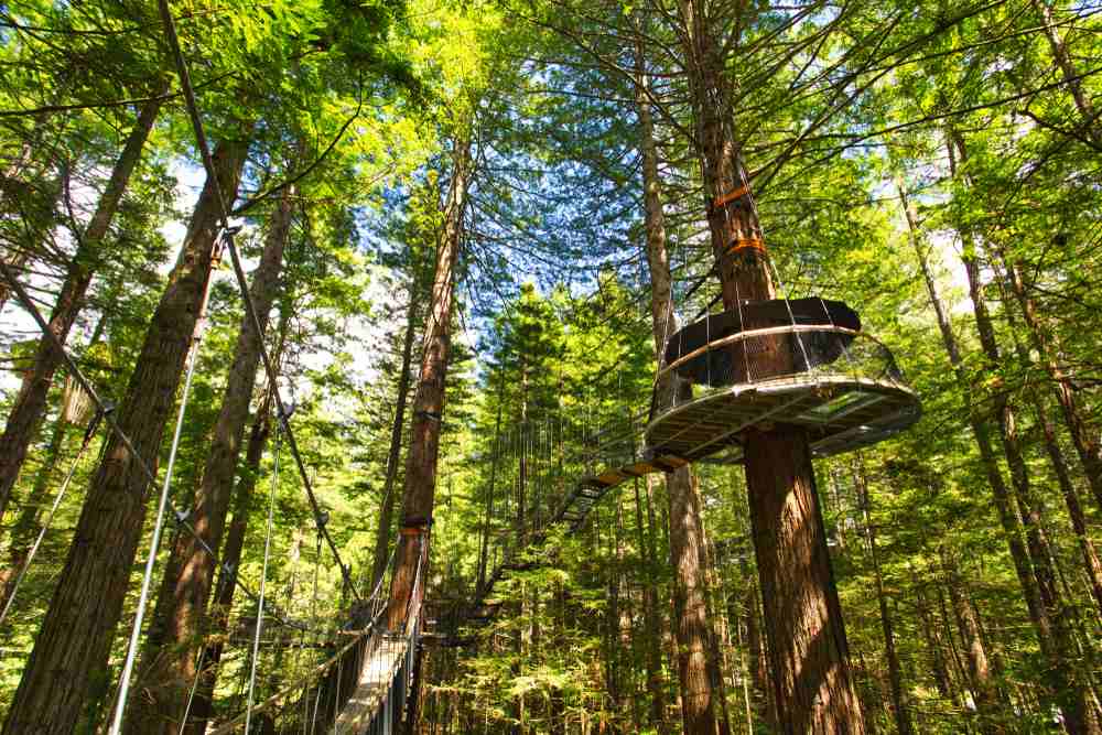 Redwoods Forest in New Zealand