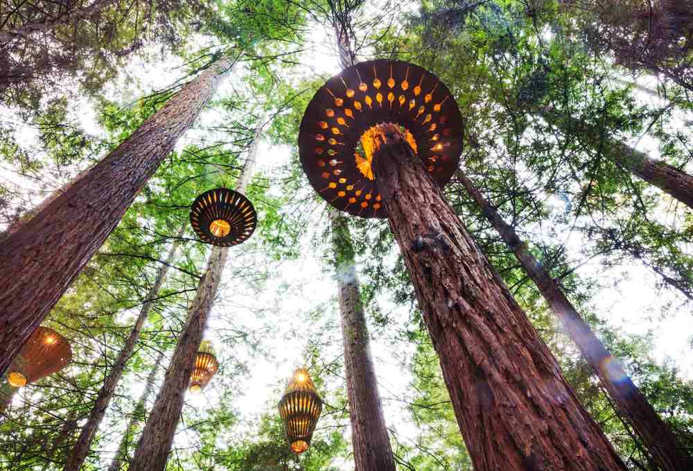 Redwoods Forest