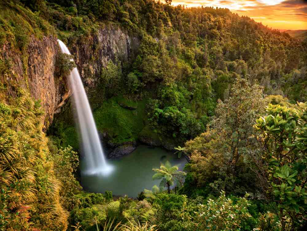 Redwoods Forest in New Zealand