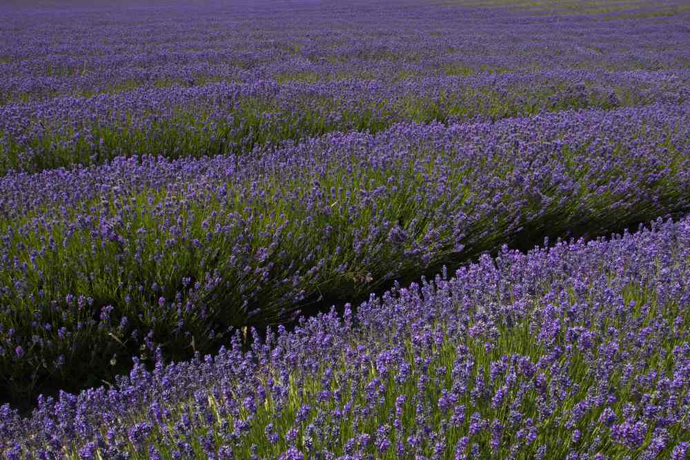 Lavender Farm in Twizel