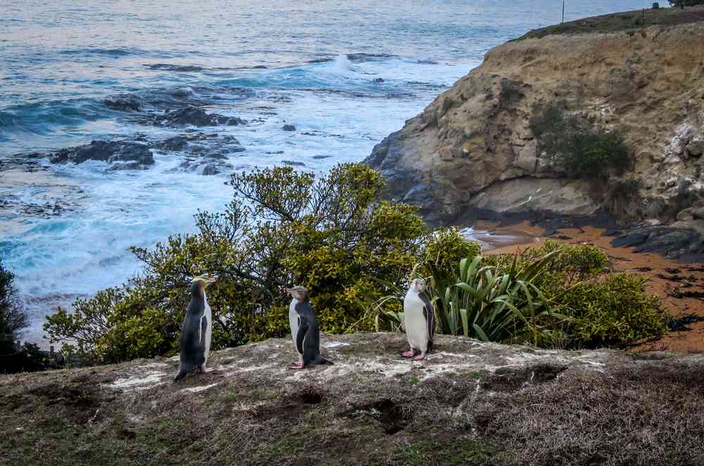 Penguins in Dunedin in New Zealand