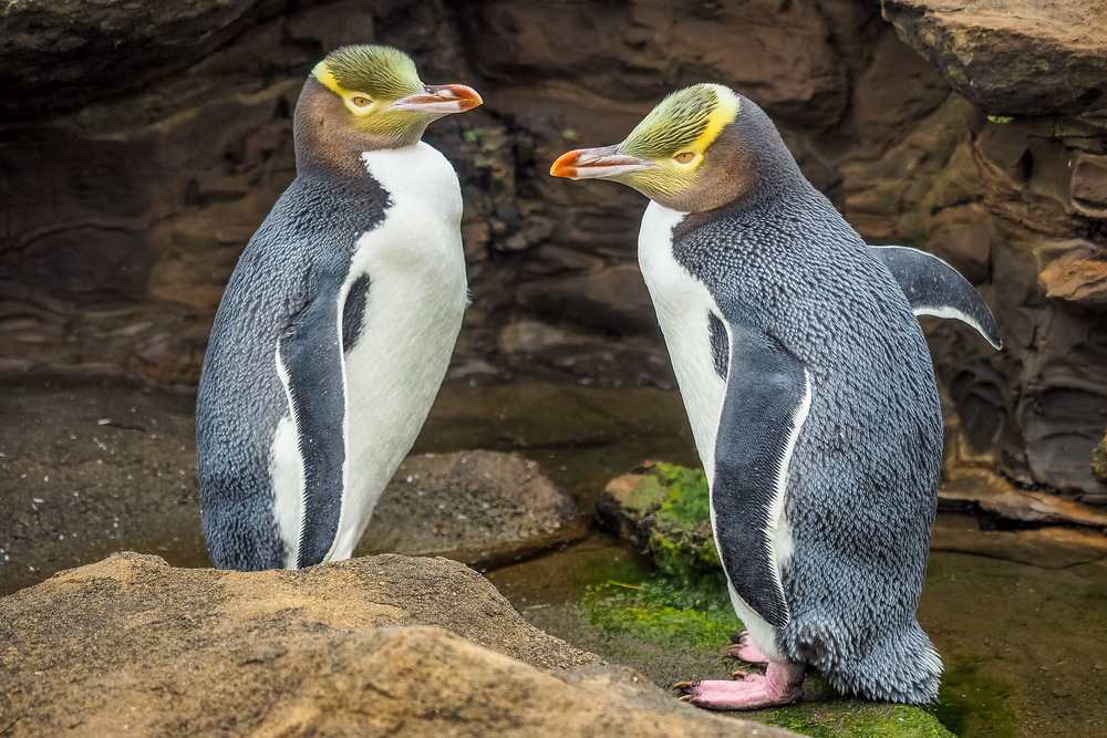 Yellow-eyed penguin