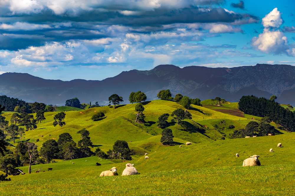 Matamata