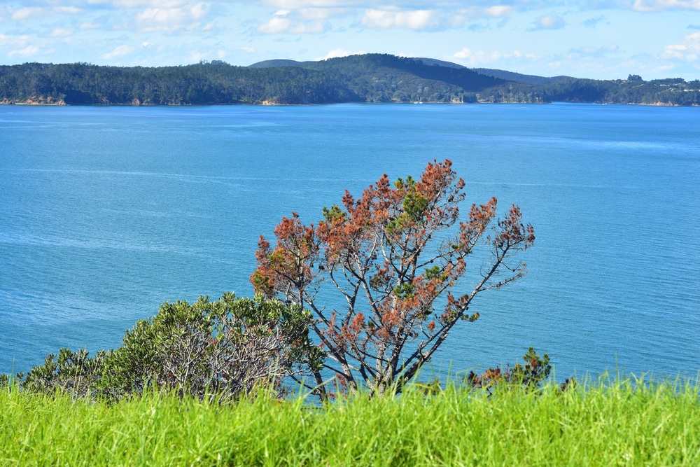 Kawau Island