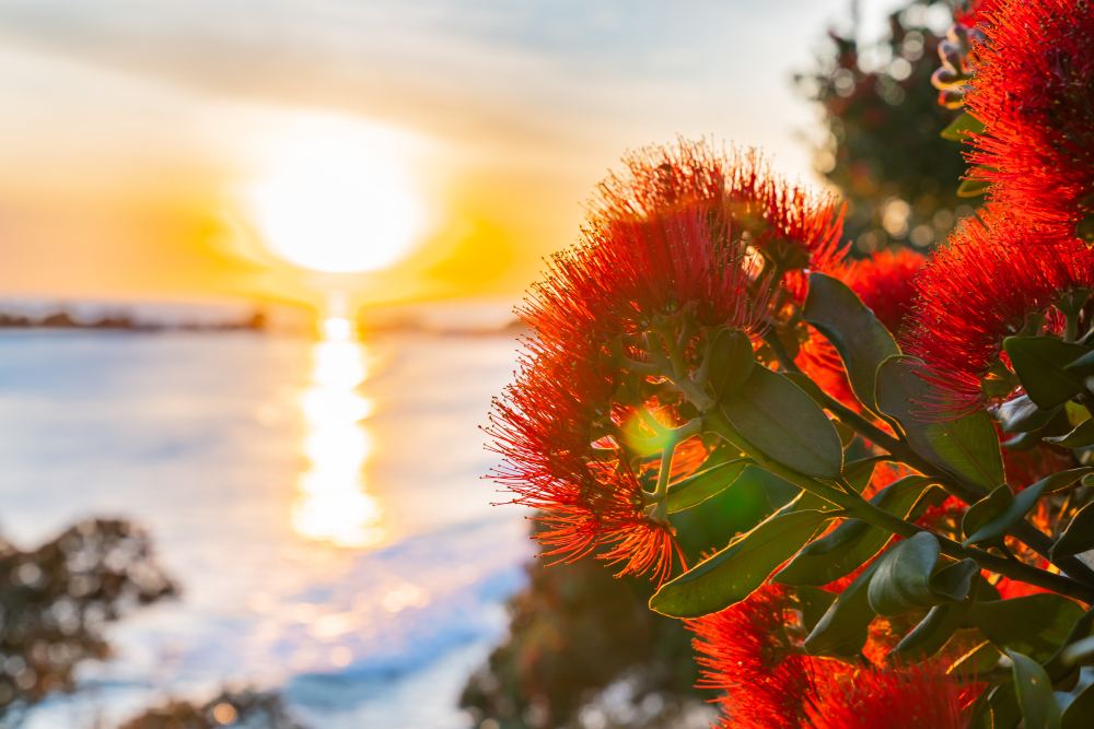 Christmas in NZ