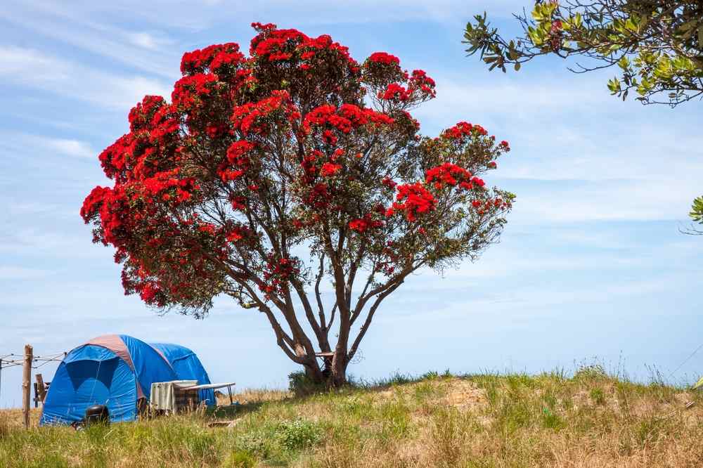 Kiwi Christmas Tree