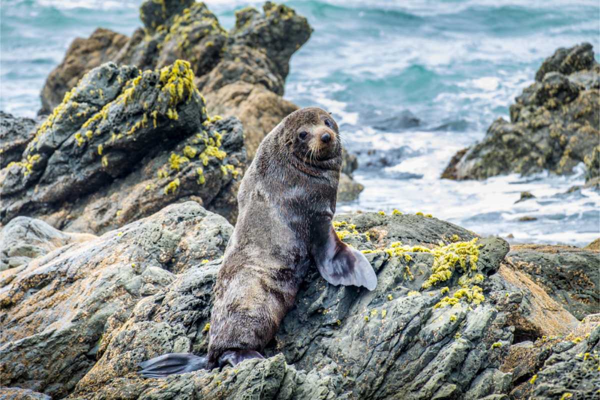 Seal in Otago Peninsula, NZ