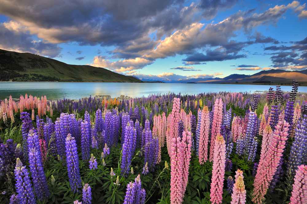 New Zealand in Spring