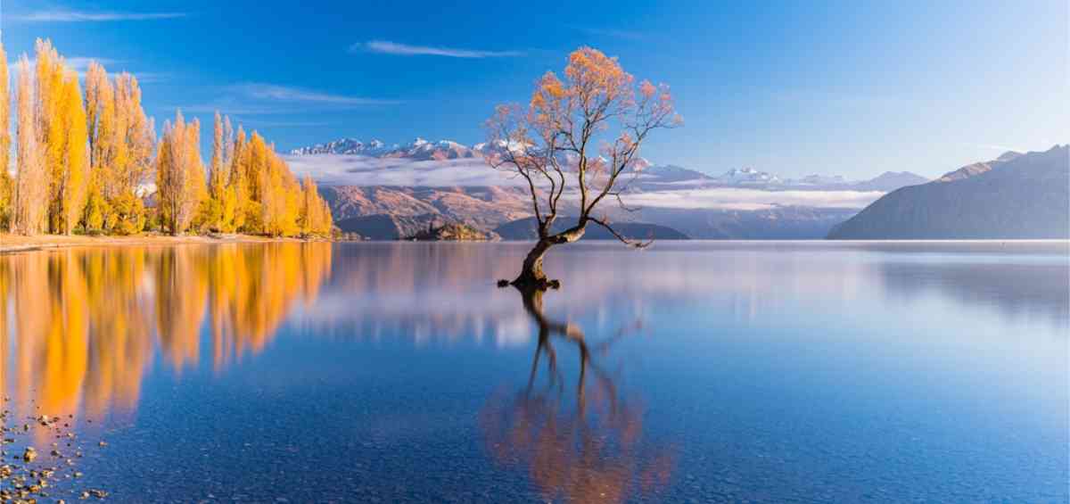 Wakana tree during the fall in Iceland