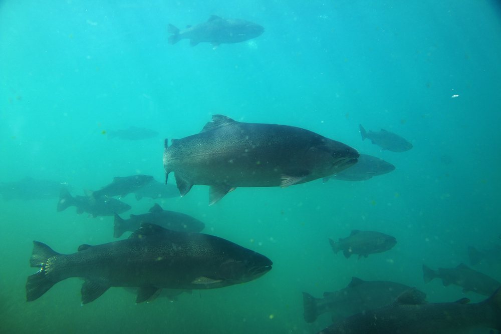 Fishing in Queenstown
