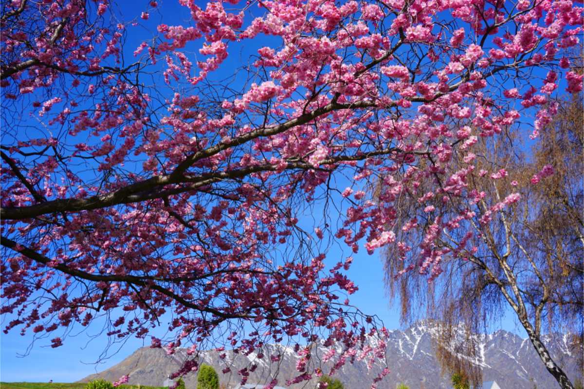 Spring weather in Queenstown in New Zealand