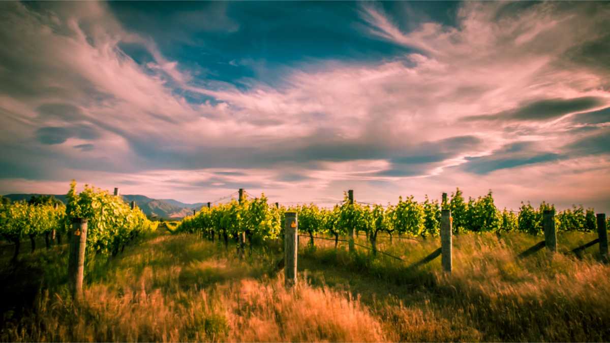 wine area in Queenstown New Zealand