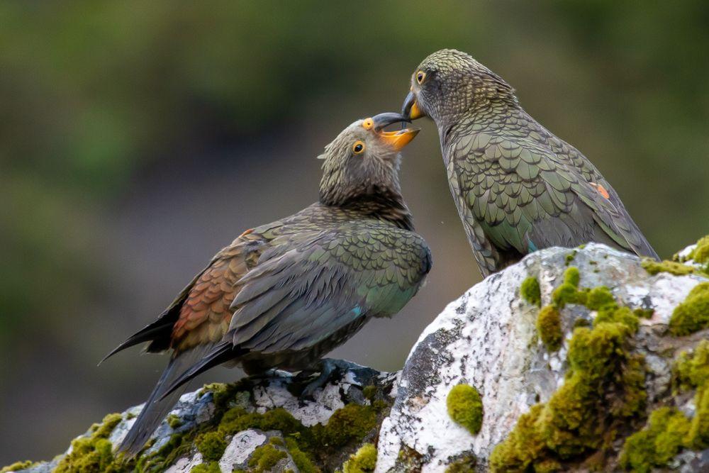 Kea Bird