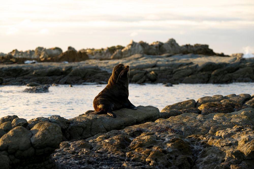 Seal Colony of Kaikoura