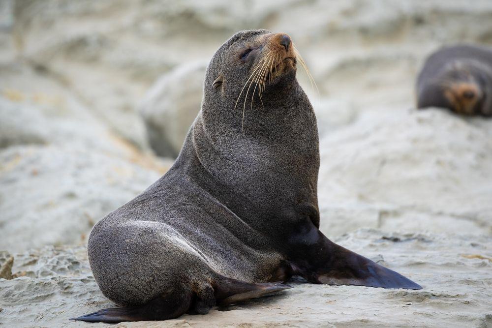 Seal Enjoying Kaikoura