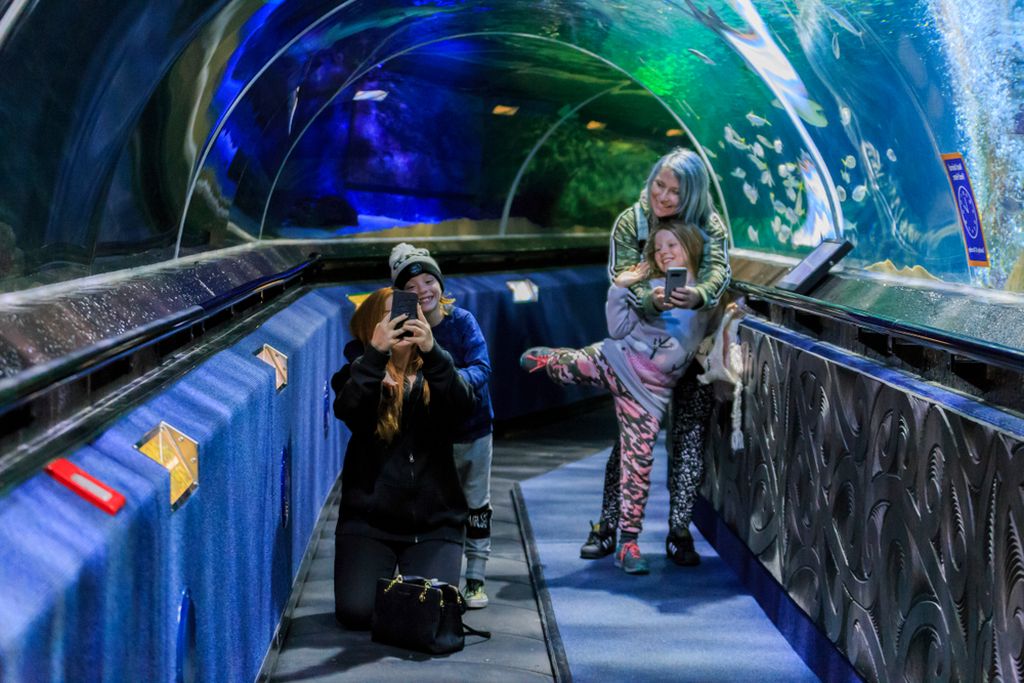 Kelly tarlton's sea life aquarium in Auckland Kelly tarlton's sea life aquarium in Auckland