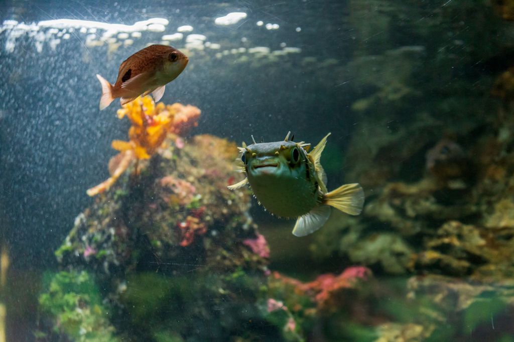 Kelly tarlton's sea life aquarium in New Zealand Kelly tarlton's sea life aquarium in New Zealand