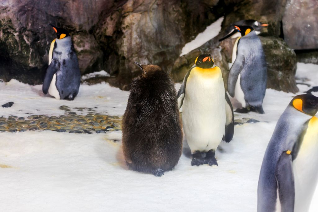 Penguin Colony in Auckland Aquarium Penguin Colony in Auckland Aquarium