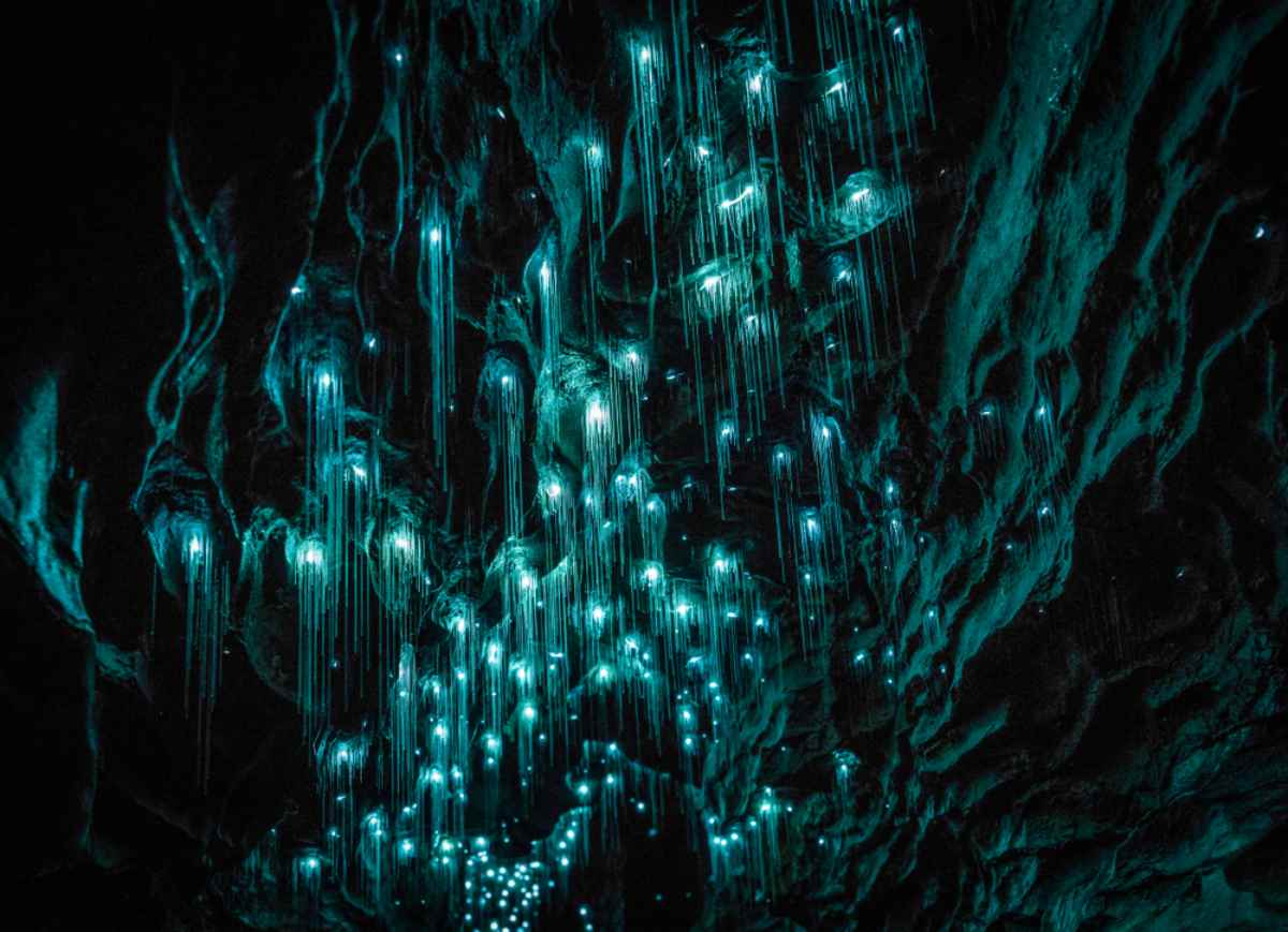 glowworms shining in blue hues inside of Waitomo cave