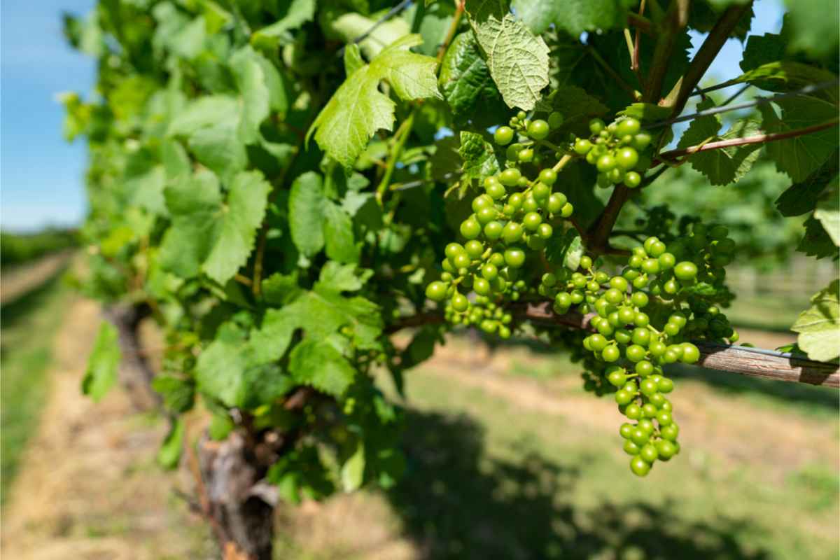Vineyard with famous NZ pinot noir grapes